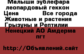 Малыши эублефара ( леопардовый геккон) › Цена ­ 1 500 - Все города Животные и растения » Грызуны и Рептилии   . Ненецкий АО,Амдерма пгт
